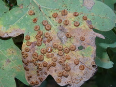 Neuroterus numismalis