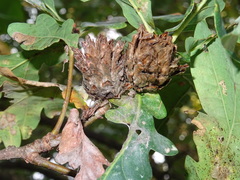 Andricus foecundatrix