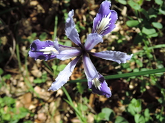 Iris macrosiphon