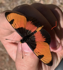 Acraea anemosa