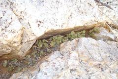 Adromischus diabolicus