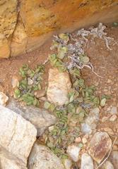 Adromischus diabolicus