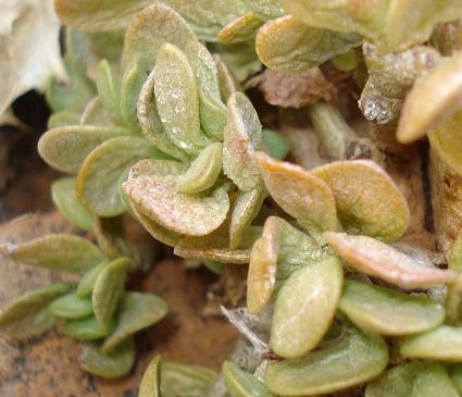 Adromischus diabolicus
