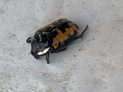 Phoxomela umbrosa