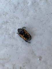Phoxomela umbrosa