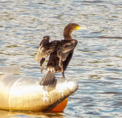 Phalacrocorax carbo