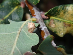 Neuroterus quercusbaccarum