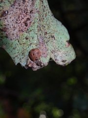 Neuroterus quercusbaccarum