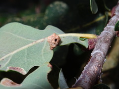 Neuroterus quercusbaccarum