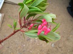 Comarostaphylis glaucescens