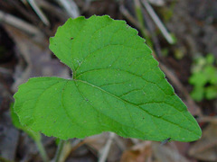 Viola ocellata