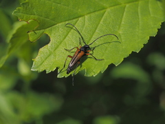 Stenurella jaegeri