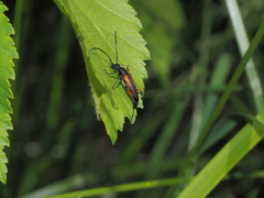 Stenurella jaegeri