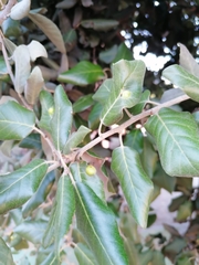 Plagiotrochus australis