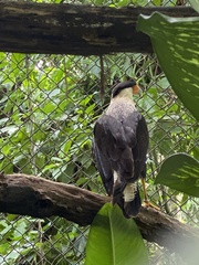 Caracara