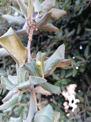 Plagiotrochus australis