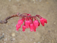 Comarostaphylis glaucescens