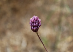 Allium pruinatum