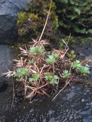 Saxifraga fragosoi