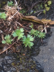 Saxifraga fragosoi