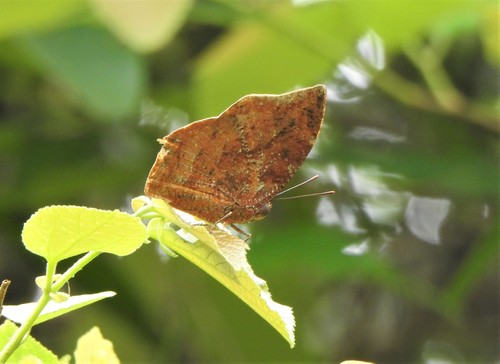 Memphis moruus