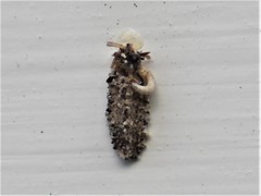 Dahlica triquetrella