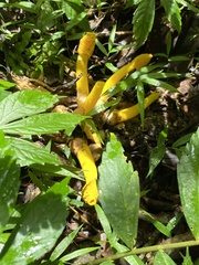 Phallus flavocostatus