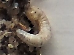 Dahlica triquetrella