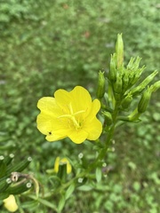 Oenothera biennis