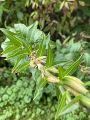Oenothera biennis