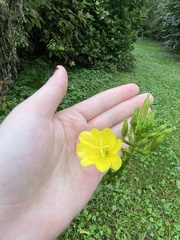 Oenothera biennis