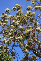 Nahuatlea arborescens