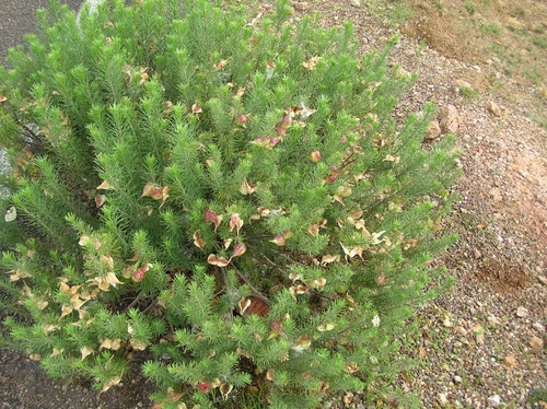 pineneedle milkweed