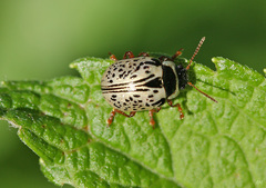Calligrapha multipunctata