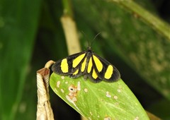 Cyllopoda claudicula