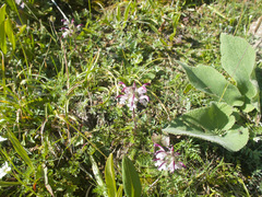 Pedicularis cheilanthifolia