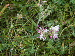 Pedicularis cheilanthifolia
