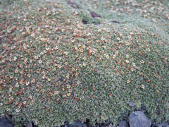 Potentilla tetrandra