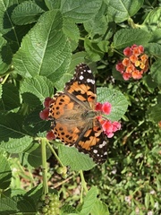 Vanessa cardui