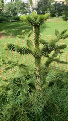 Araucaria araucana