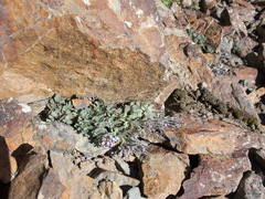 Solms-laubachia flabellata