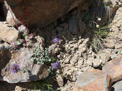 Dracocephalum stamineum