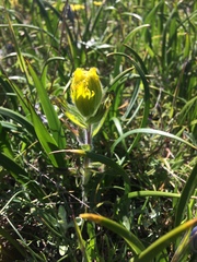 Castilleja levisecta