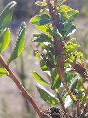 Rhopalomyia baccharis