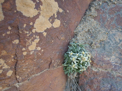 Leontopodium ochroleucum