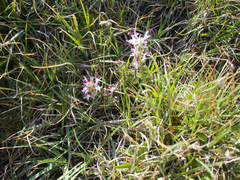 Pedicularis cheilanthifolia