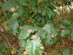 Cristulariella