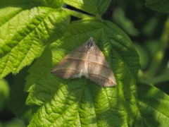 Colobochyla salicalis