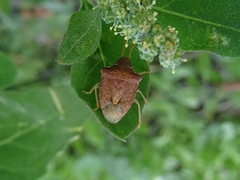 Peribalus strictus strictus