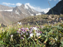 Pedicularis cheilanthifolia